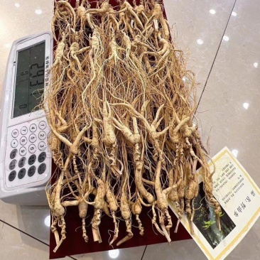 16年左右林下参，单支小货类型，无杂无绣款，特价福利出，