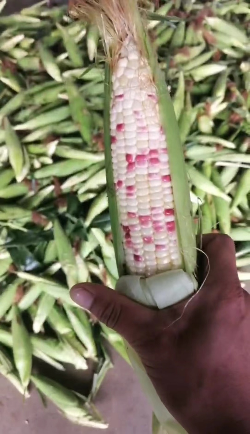 小花玉米花糯玉米彩玉米对接全国各大市场电商平台