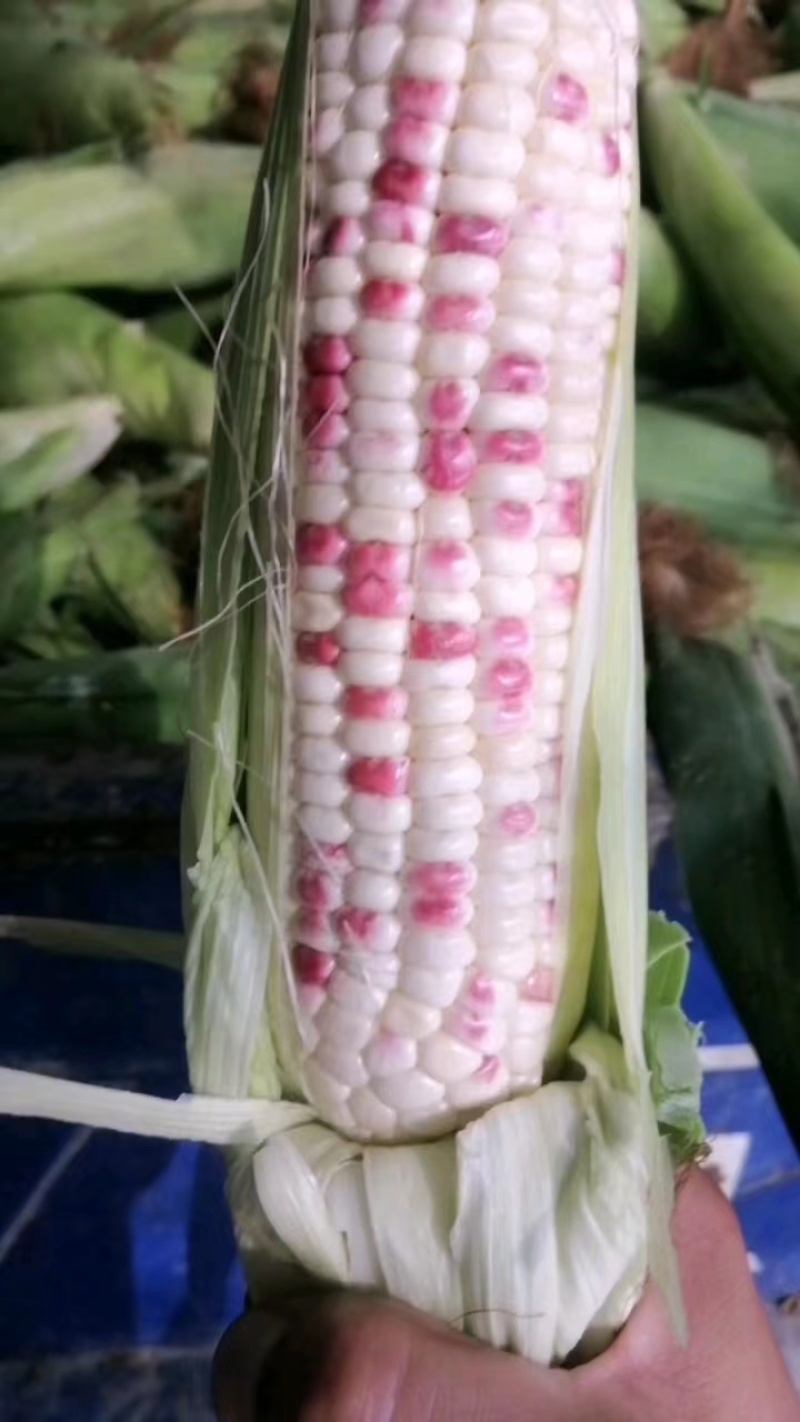 小花玉米花糯玉米彩玉米对接全国各大市场电商平台