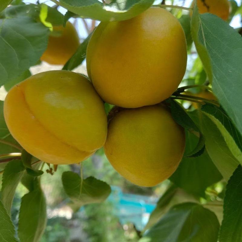 《金太阳杏》河北金太阳黄杏/电商供应产地一手货源