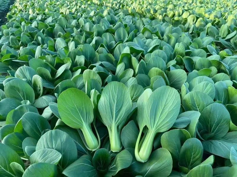 山东菏泽上海青油菜大量供应产区直发量大从优，欢迎咨询