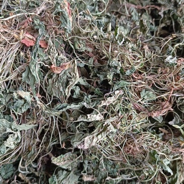 紫花地丁铧头草犁头草华兜草要的老板联系