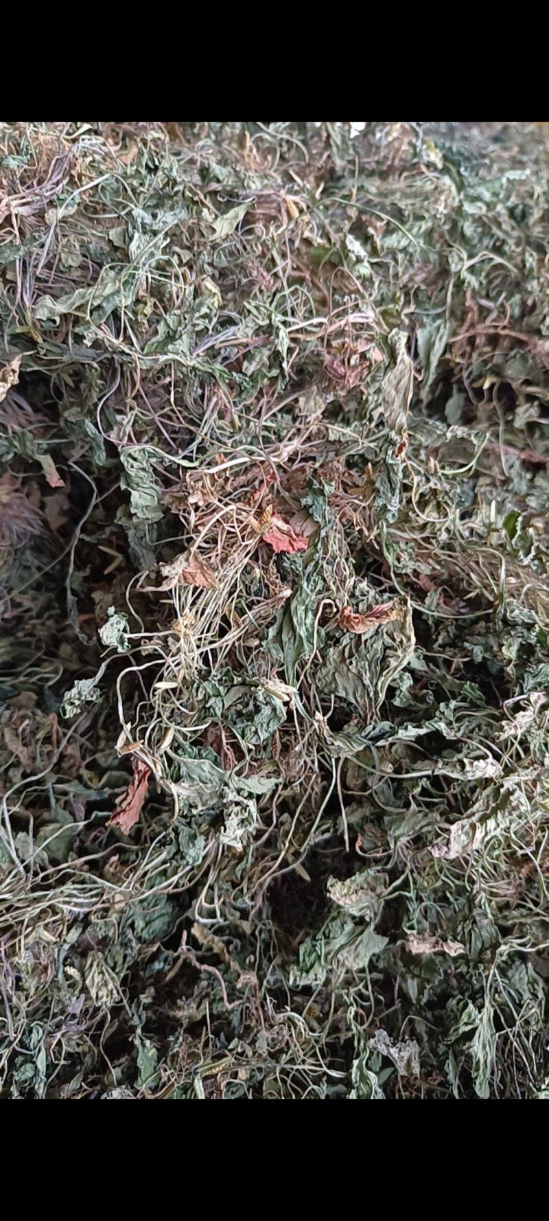 紫花地丁铧头草犁头草华兜草要的老板联系
