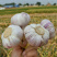 2025年山东新大蒜白皮蒜头紫皮蒜头大量供应，货源充足