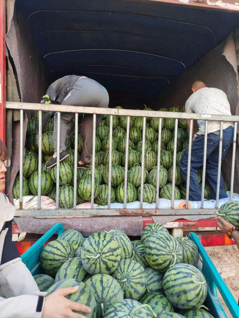 河北甜王西瓜大量供应质量保证对接市场商超等