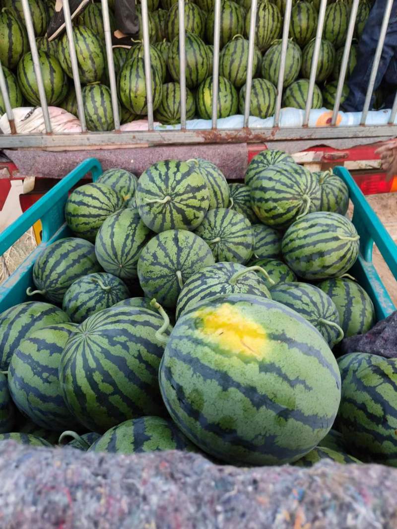 河北甜王西瓜大量供应质量保证对接市场商超等