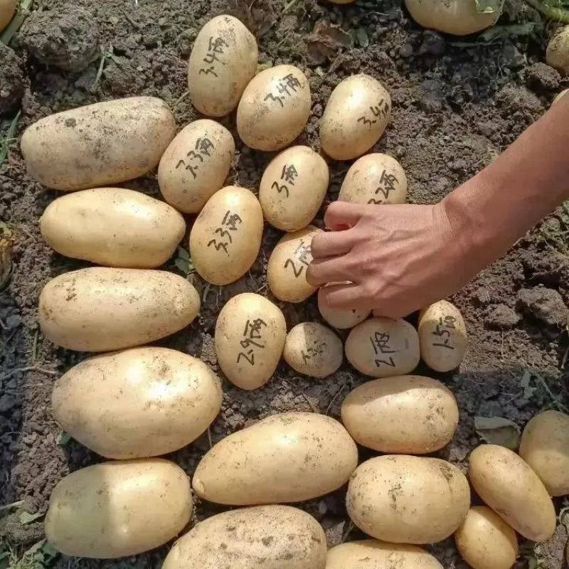 精品沃土5号土豆黄心土豆大量上市品质保证量大从优