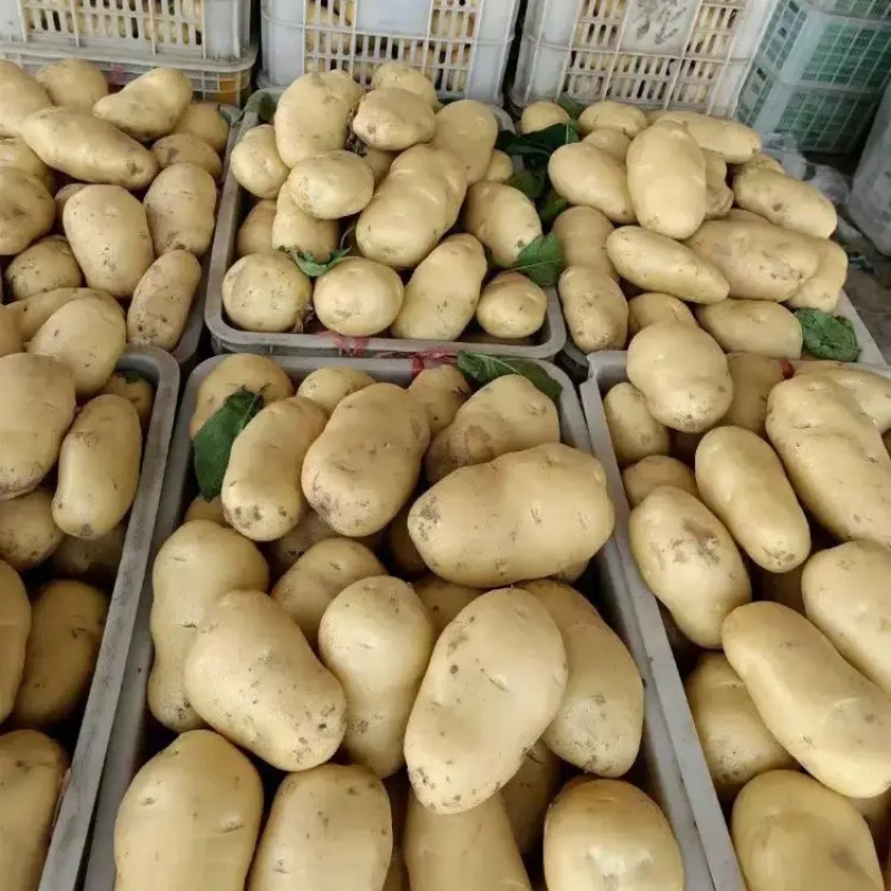 精品沃土5号土豆黄心土豆大量上市品质保证量大从优