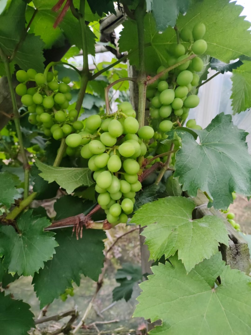 自家种植巨峰葡萄、阳光玫瑰