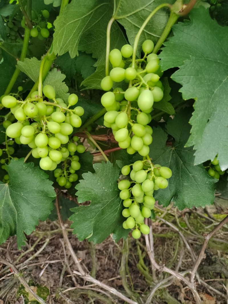 自家种植巨峰葡萄、阳光玫瑰