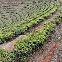 凤凰单丛茶叶单枞潮州春茶浓香型广东高山单从茶