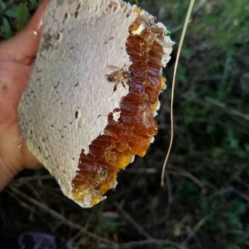 蜂蜜土蜂蜜深山百花蜂蜜正品无添加真蜂蜜一手货