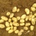 《推荐》中薯5号土豆湖北土豆皮黄型好颜色亮代发全国