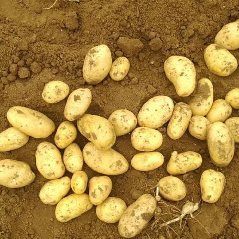 《推荐》中薯5号土豆湖北土豆皮黄型好颜色亮代发全国