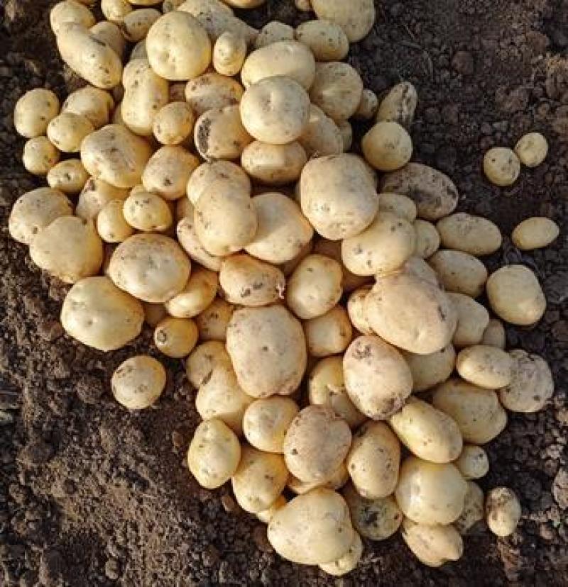 《推荐》中薯5号土豆湖北土豆皮黄型好颜色亮代发全国