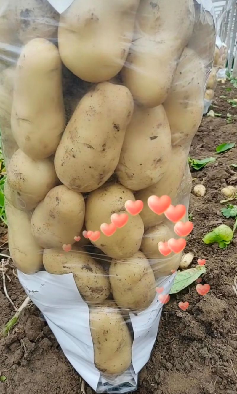 《推荐》中薯5号土豆湖北土豆皮黄型好颜色亮代发全国