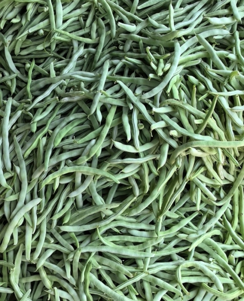精品白不老山东芸豆现摘现发量大从优货源充足