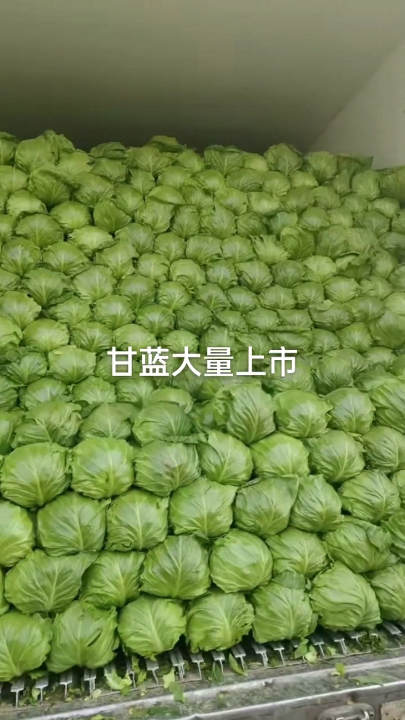 河北精品甘蓝圆包菜大量上市，产地直发质量优良，欢迎来电咨询