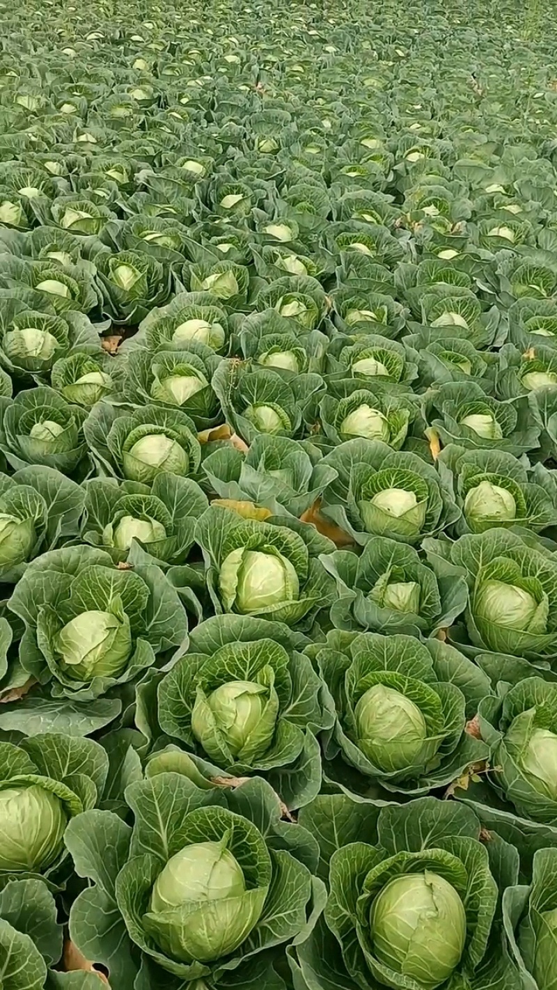 河北精品甘蓝圆包菜大量上市，产地直发质量优良，欢迎来电咨询