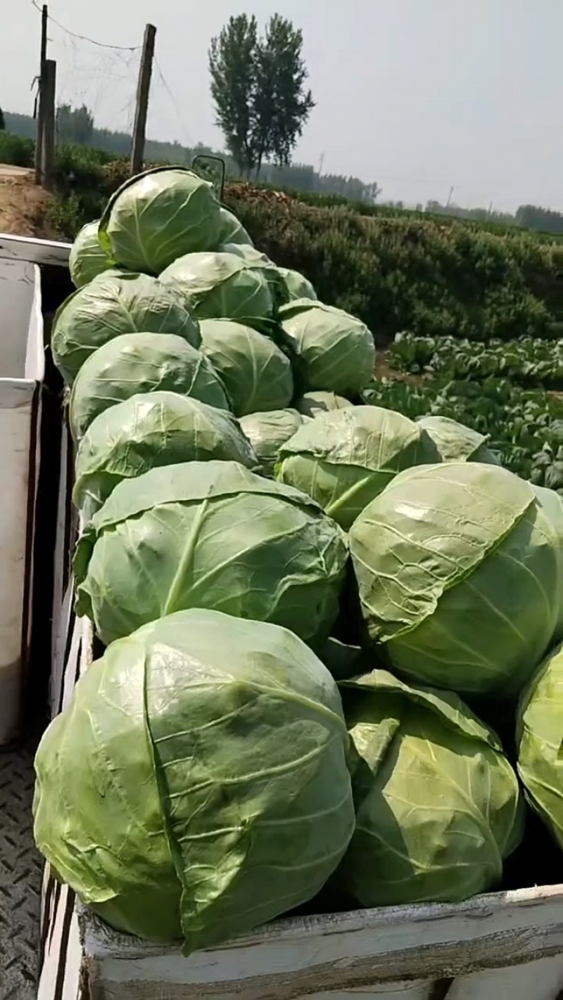 河北精品甘蓝圆包菜大量上市，产地直发质量优良，欢迎来电咨询