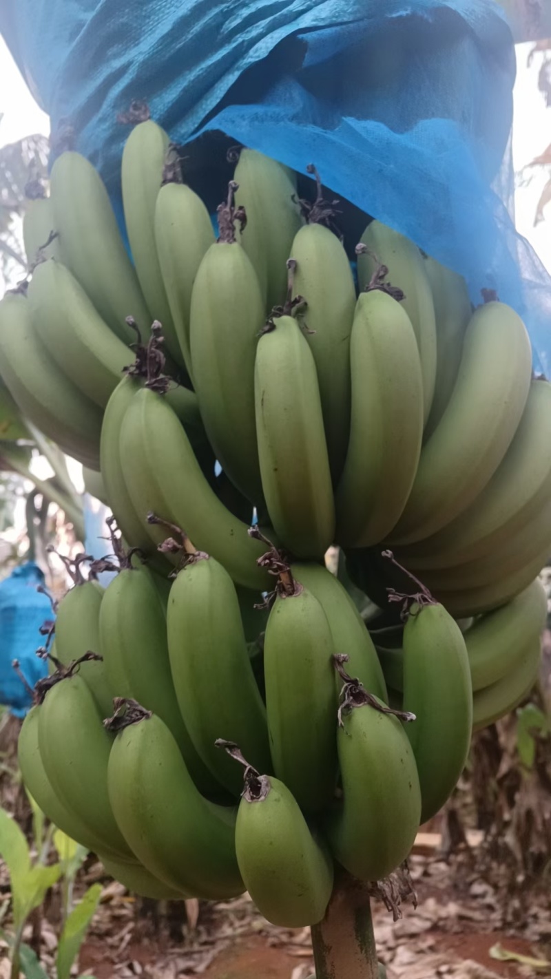 《牛商推荐》巴西蕉，长期大量供应，一手货源，诚信经营