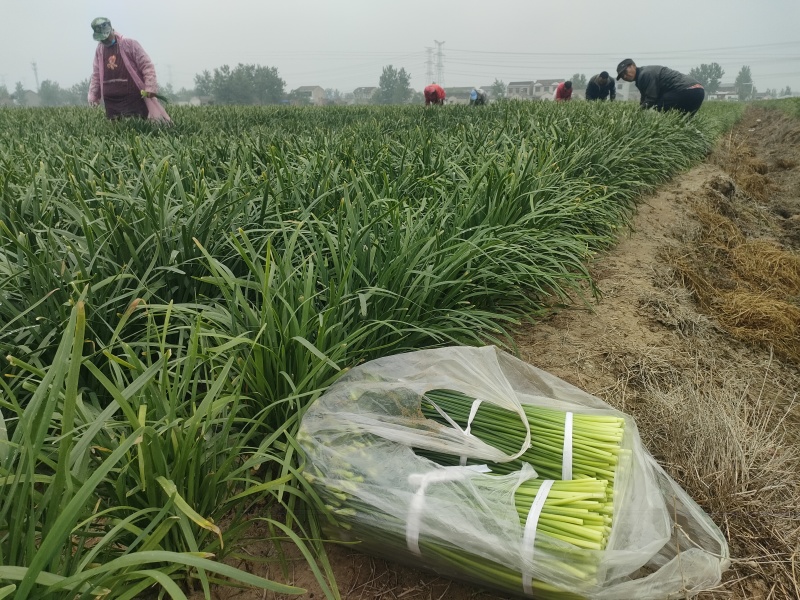 《精选》韭菜苔、韮苔江苏基地直发保质保量一条龙服务对接全