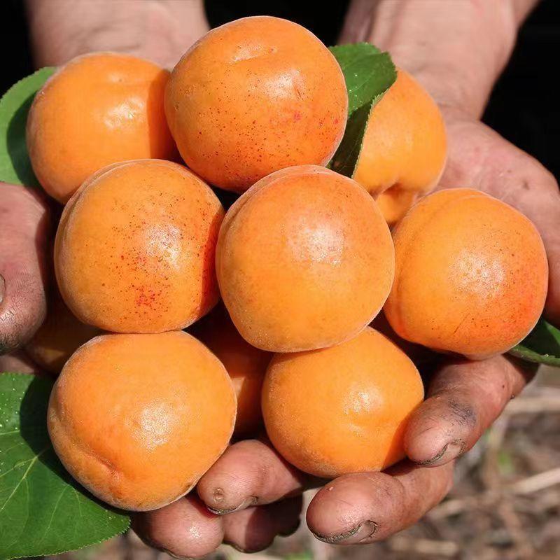 新疆正宗大黄杏品质保障大量供货产地直发欢迎咨询