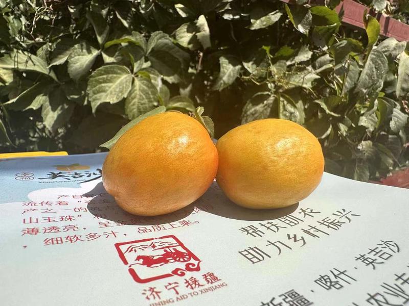 新疆正宗大黄杏品质保障大量供货产地直发欢迎咨询
