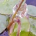 莼菜（统货）