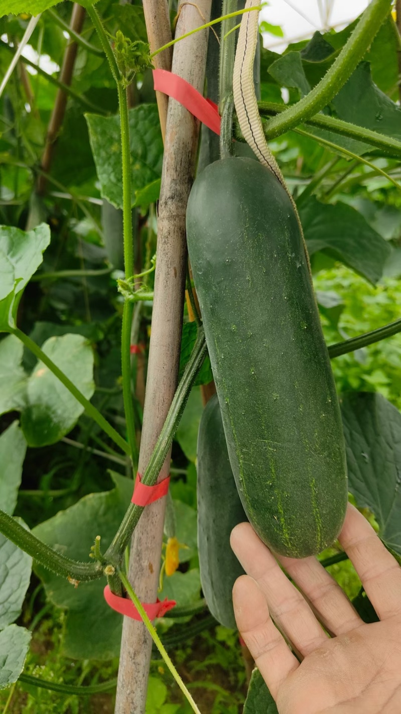 青皮吊瓜，大瓜，旱黄瓜，粉瓜