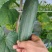 青皮吊瓜，大瓜，旱黄瓜，粉瓜