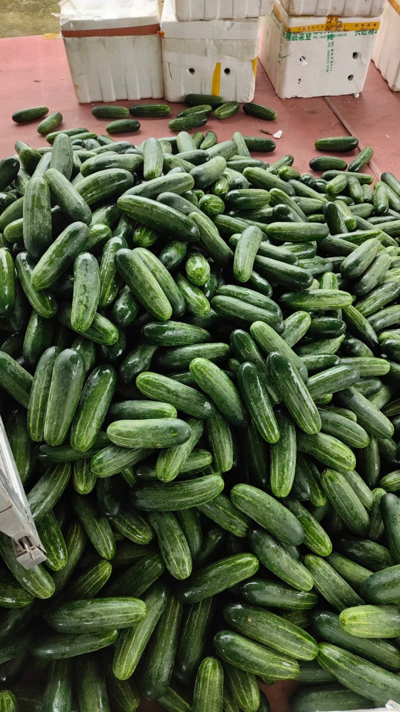 青皮吊瓜，大瓜，旱黄瓜，粉瓜