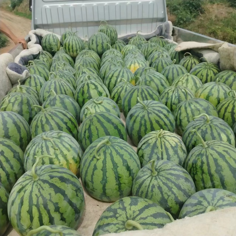 本地大鹏美都8424冰糖瓜产地直供保证质量诚信经营全国发