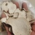 重楼片七叶一枝花正品重楼片一手货源新鲜上市随时有货