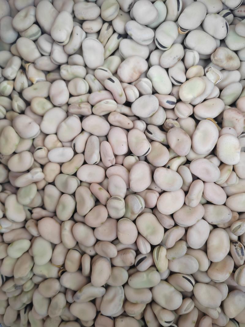 白皮黑芽干蚕豆，楚雄本地货800-850粒左右，大量供应