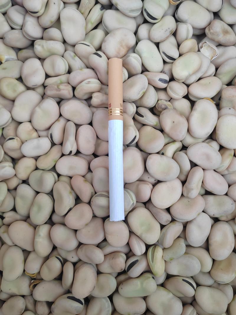 白皮黑芽干蚕豆，楚雄本地货800-850粒左右，大量供应