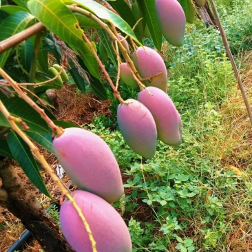 各种品种的芒果，全国一件代发。接电商