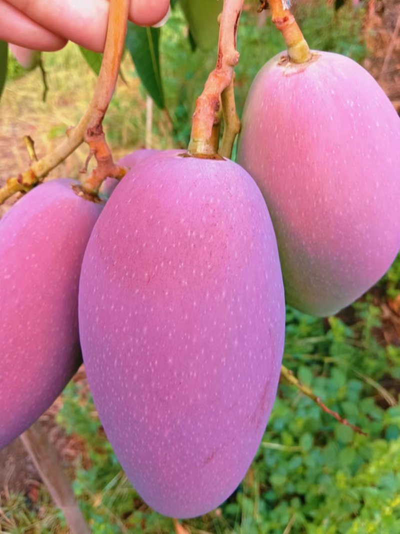各种品种的芒果，全国一件代发。接电商