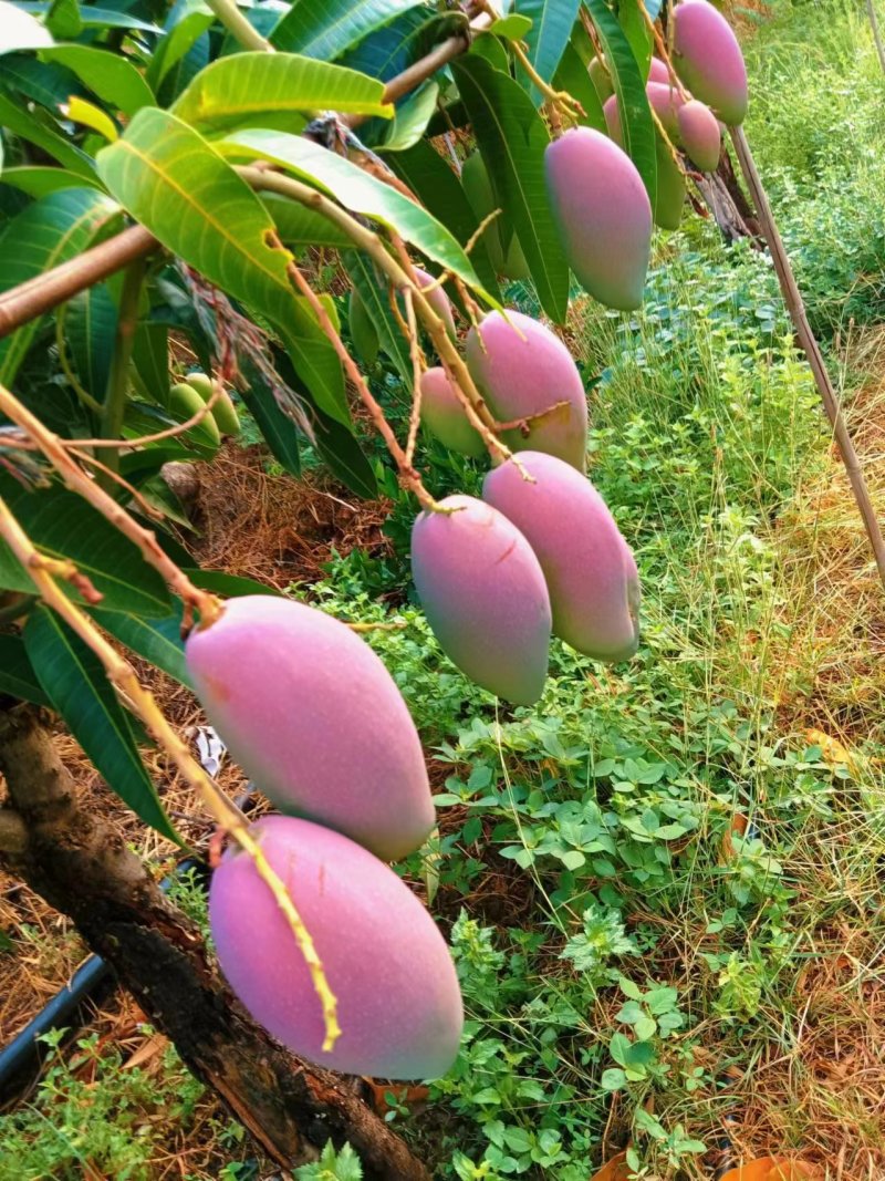 各种品种的芒果，全国一件代发。接电商
