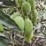 各种品种的芒果，全国一件代发。接电商
