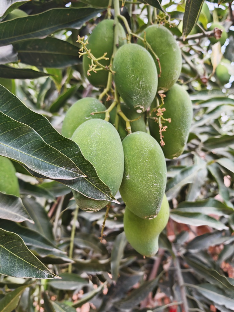 各种品种的芒果，全国一件代发。接电商