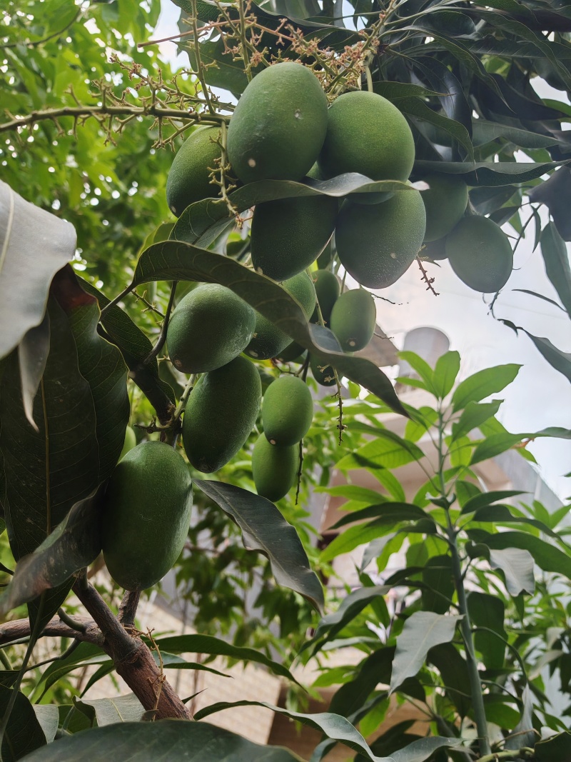 各种品种的芒果，全国一件代发。接电商