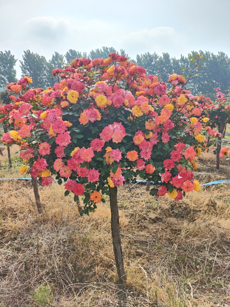 彩虹树状月季，地径3-10公分
