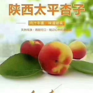 太平红杏