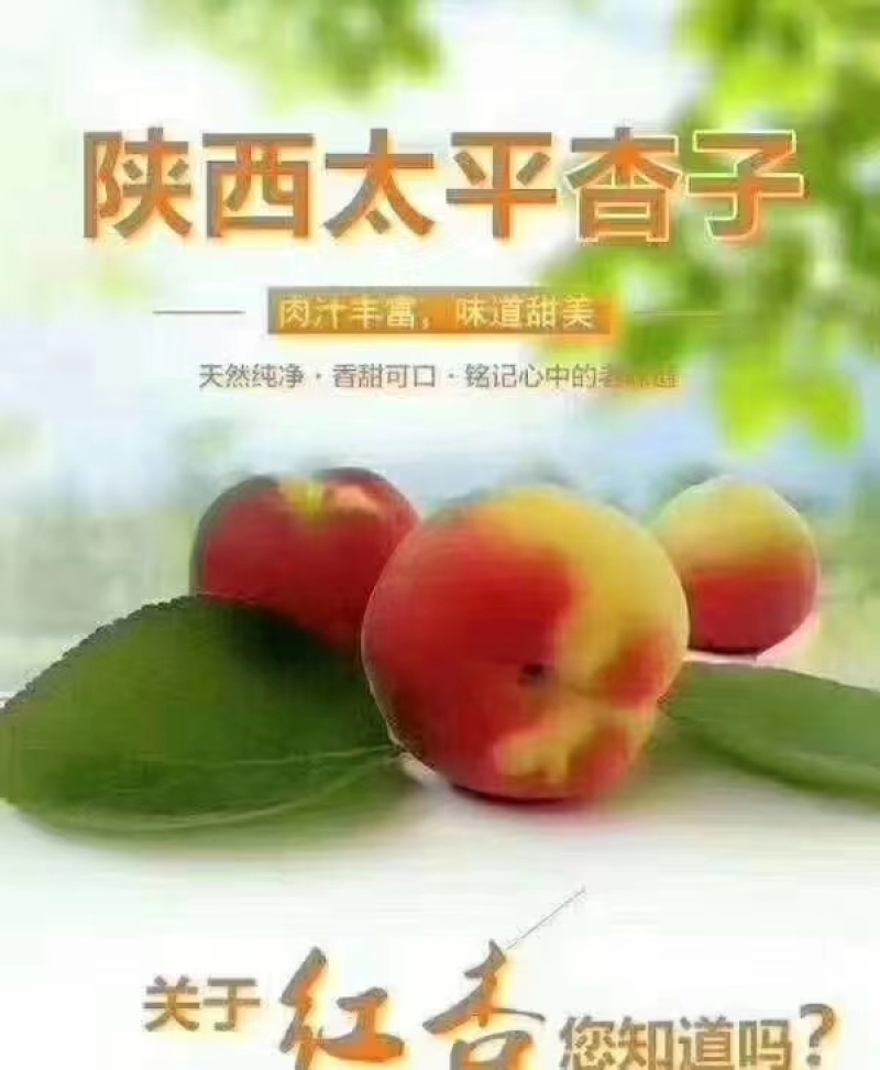 太平红杏