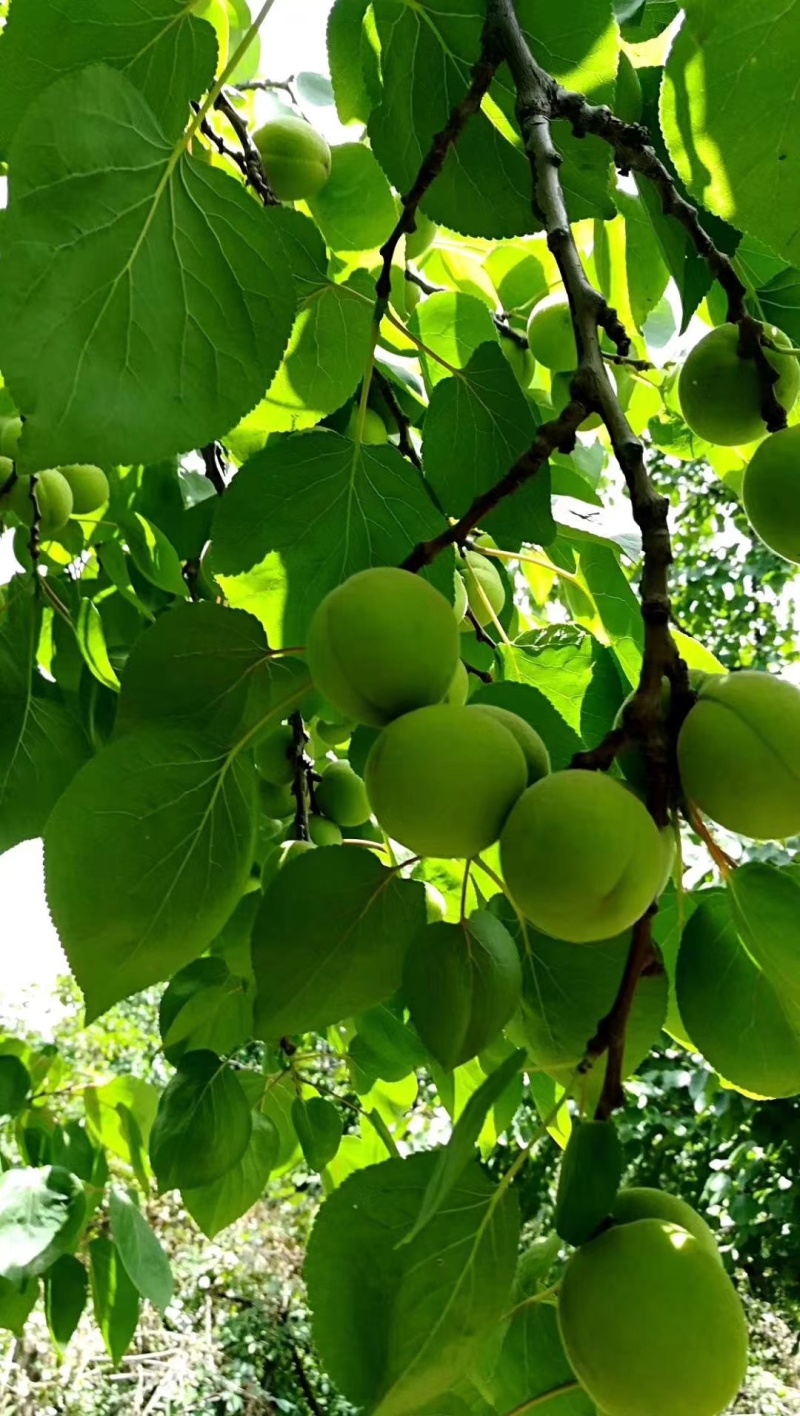 太平红杏
