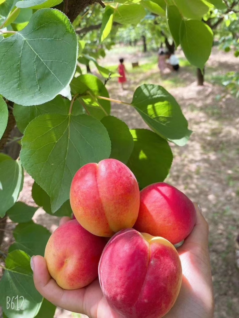 太平红杏