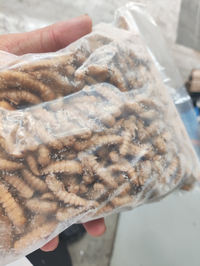 新鲜大麦虫蛹2024新鲜货2024保证质量保证新鲜