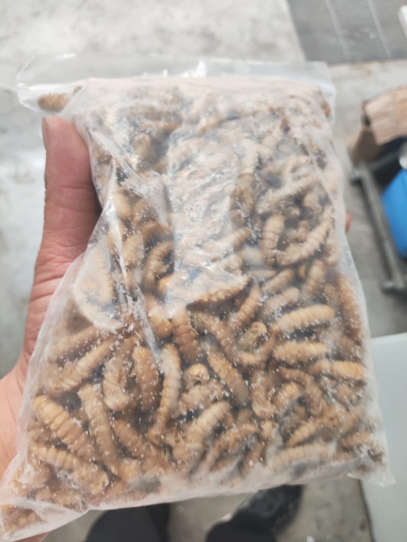 新鲜大麦虫蛹2024新鲜货2024保证质量保证新鲜