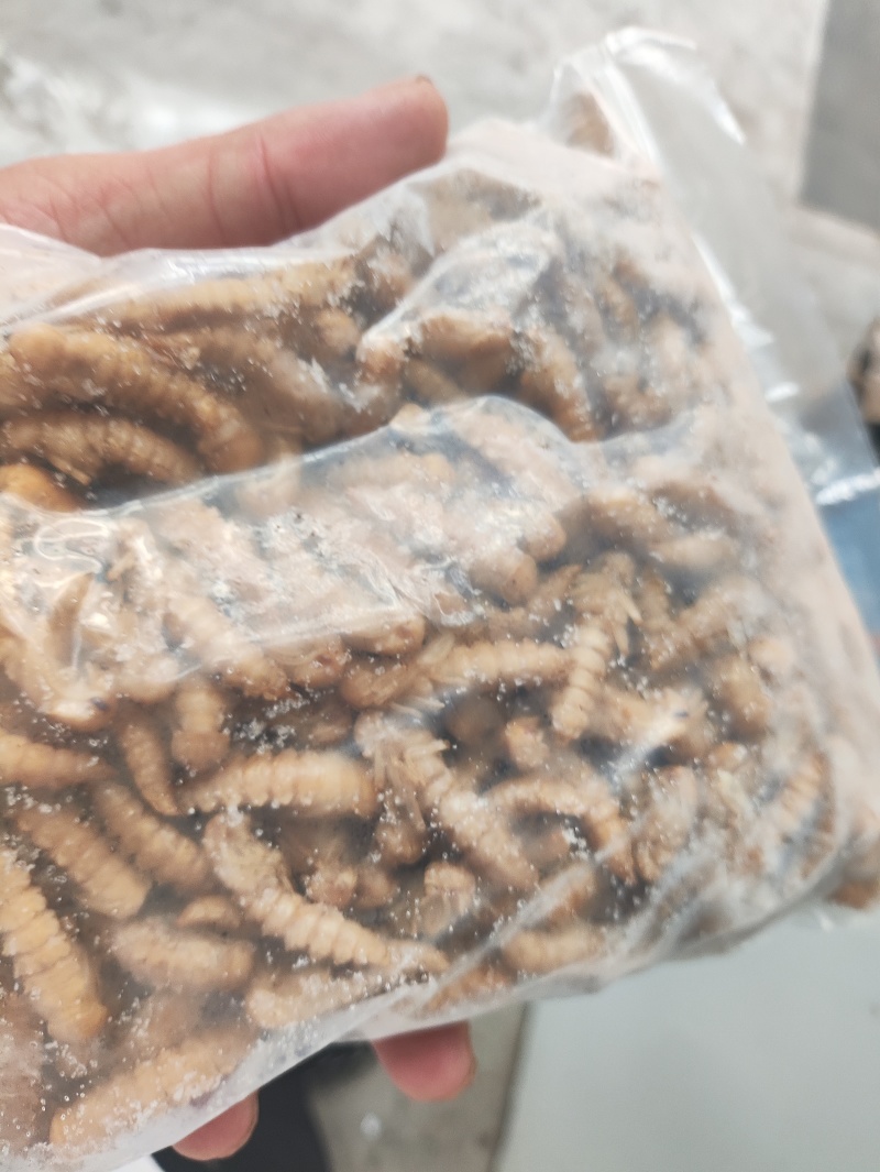 新鲜大麦虫蛹2024新鲜货2024保证质量保证新鲜